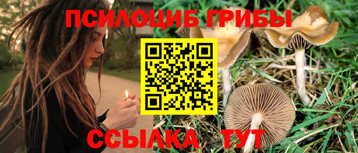 Псилоцибиновые грибы GOLDEN TEACHER Новотроицк